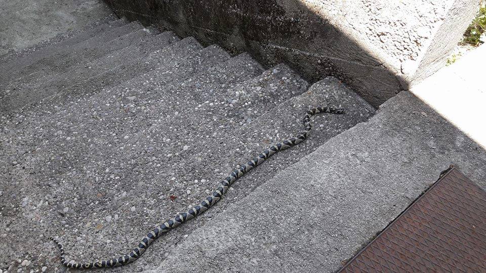 19225795_1541572609246087_5998393440047190516_n