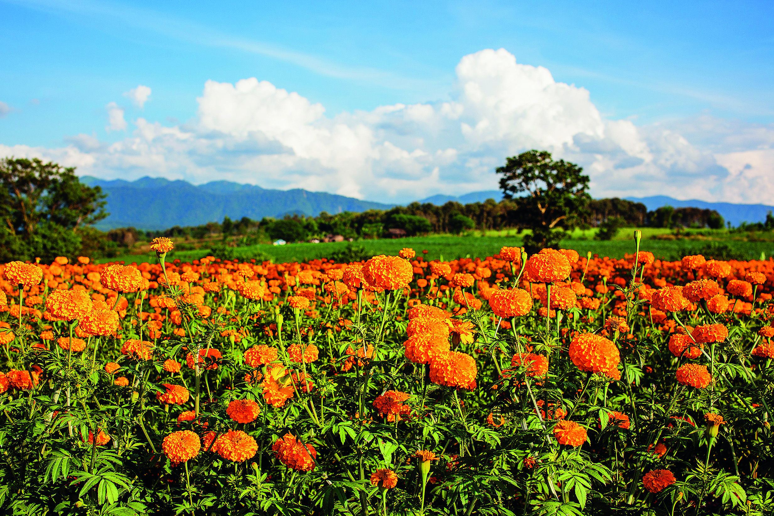 Field