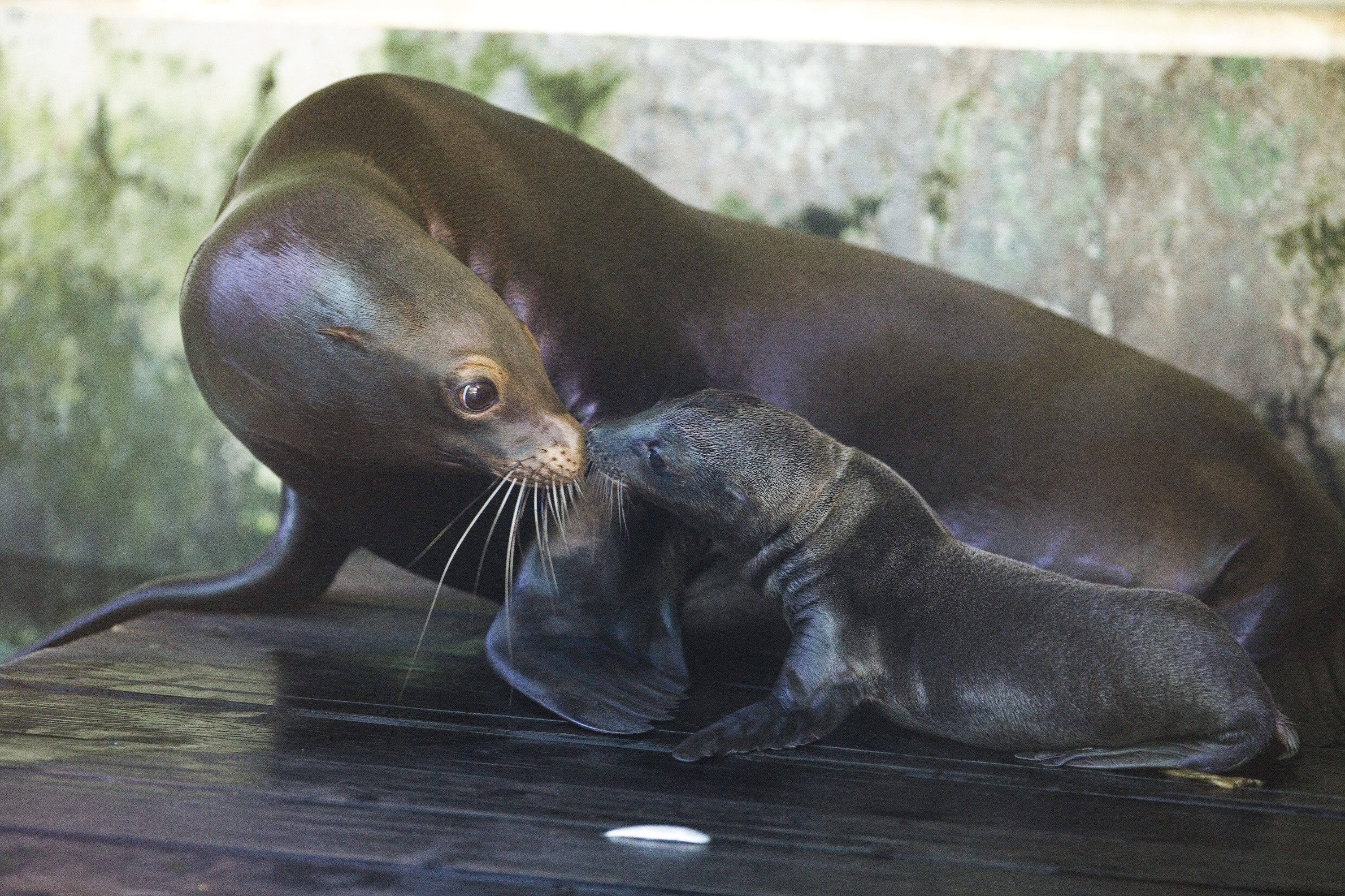 morski_lavovi9-200617