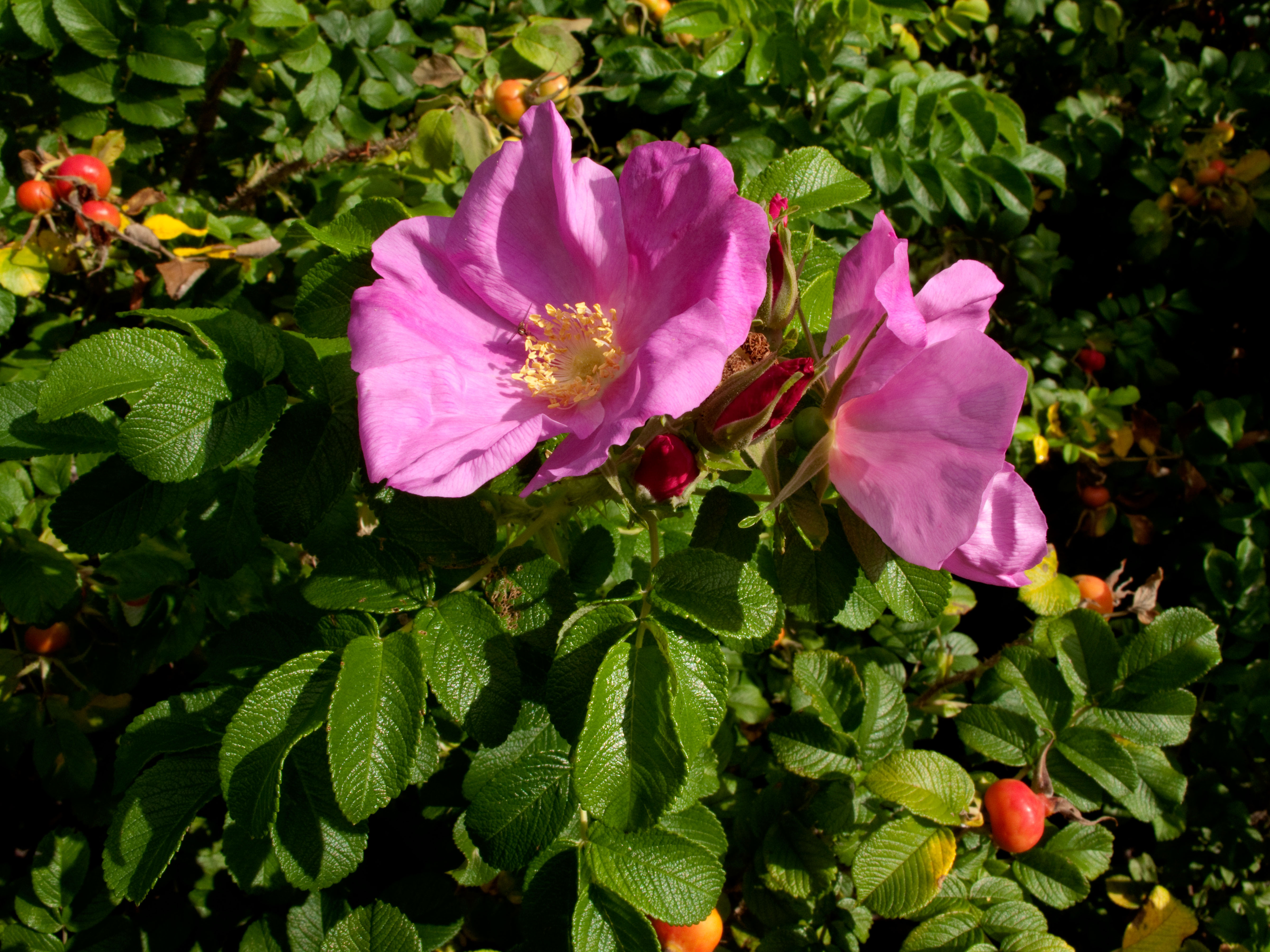 profimedia-0050644587