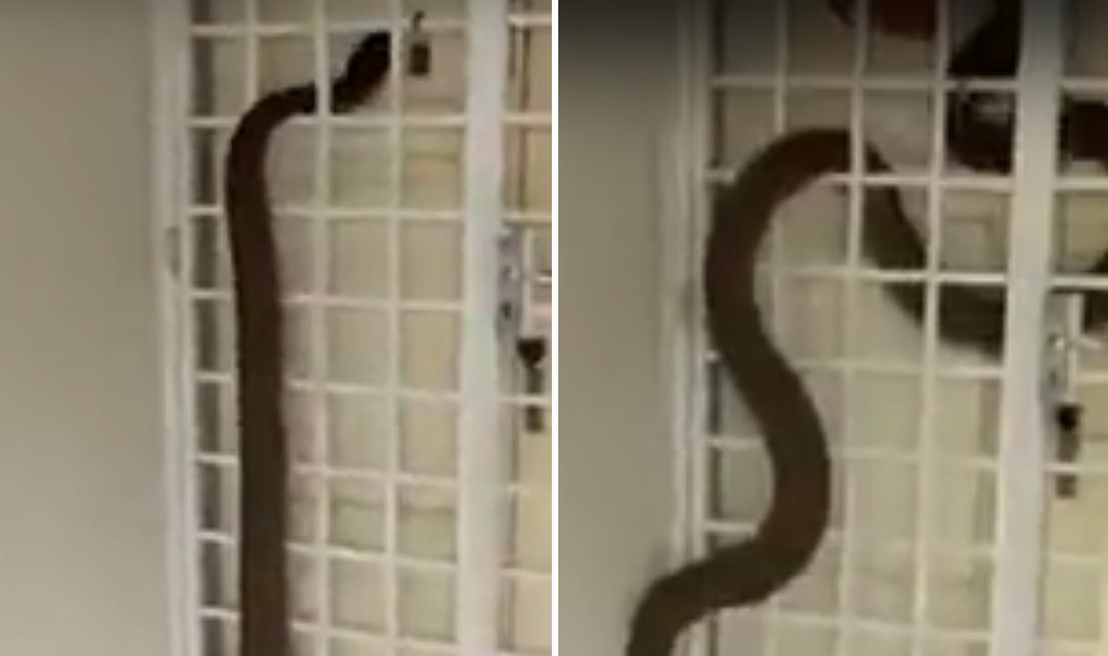 Kraljevska kobra kuća 2