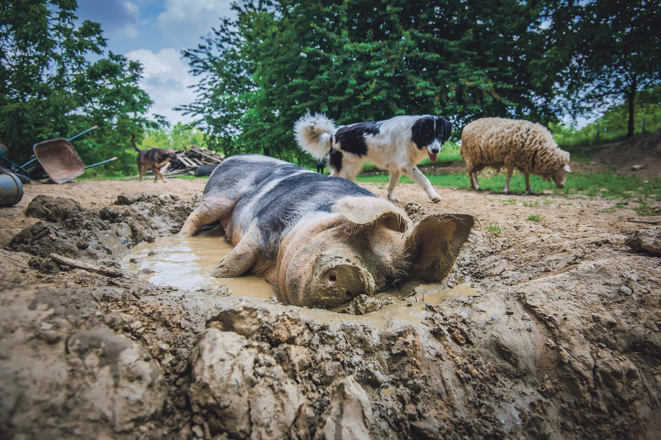 farma-zivotinja10-010617