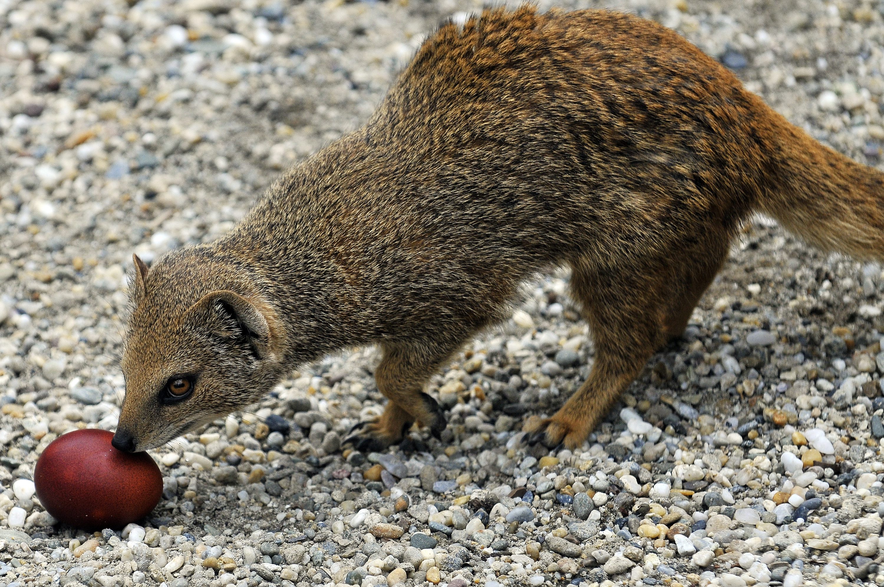pisanice_zivotinje-040410