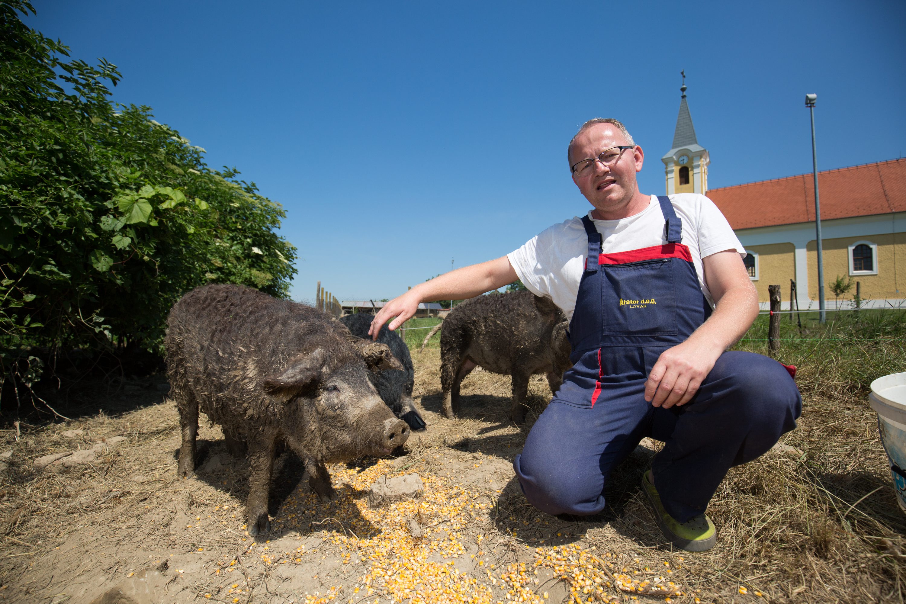 svinje_zupnik-310517-11a