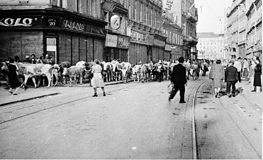 Stjepan Puba Cerjan, Zagreb, Ilica, 8. svibnja 1945.
Stjepan Puba Cerjan, sudionik partizanskog pokreta i NOB-a, nakon rata bio je prvi i glavni urednik Večernjeg lista sve do 1958. godine. Fotografija mu je bila hobi. Ovjekovječio je snimke, kako navode autorice izložbe, “kolona seljaka i civila sa stokom koje su se povlačile prema zapadu početkom svibnja 1945. godine”. Među fotografijama su i one mnoštva životinja kako bezglavo lutaju zagrebačkom Ilicom po tračnicama u ranim jutarnjim satima 8. svibnja.