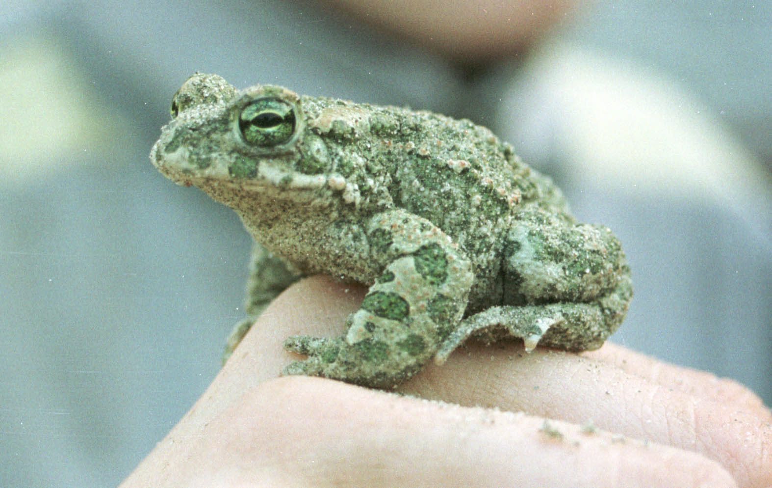 OS-MATIJASKO42204-pok