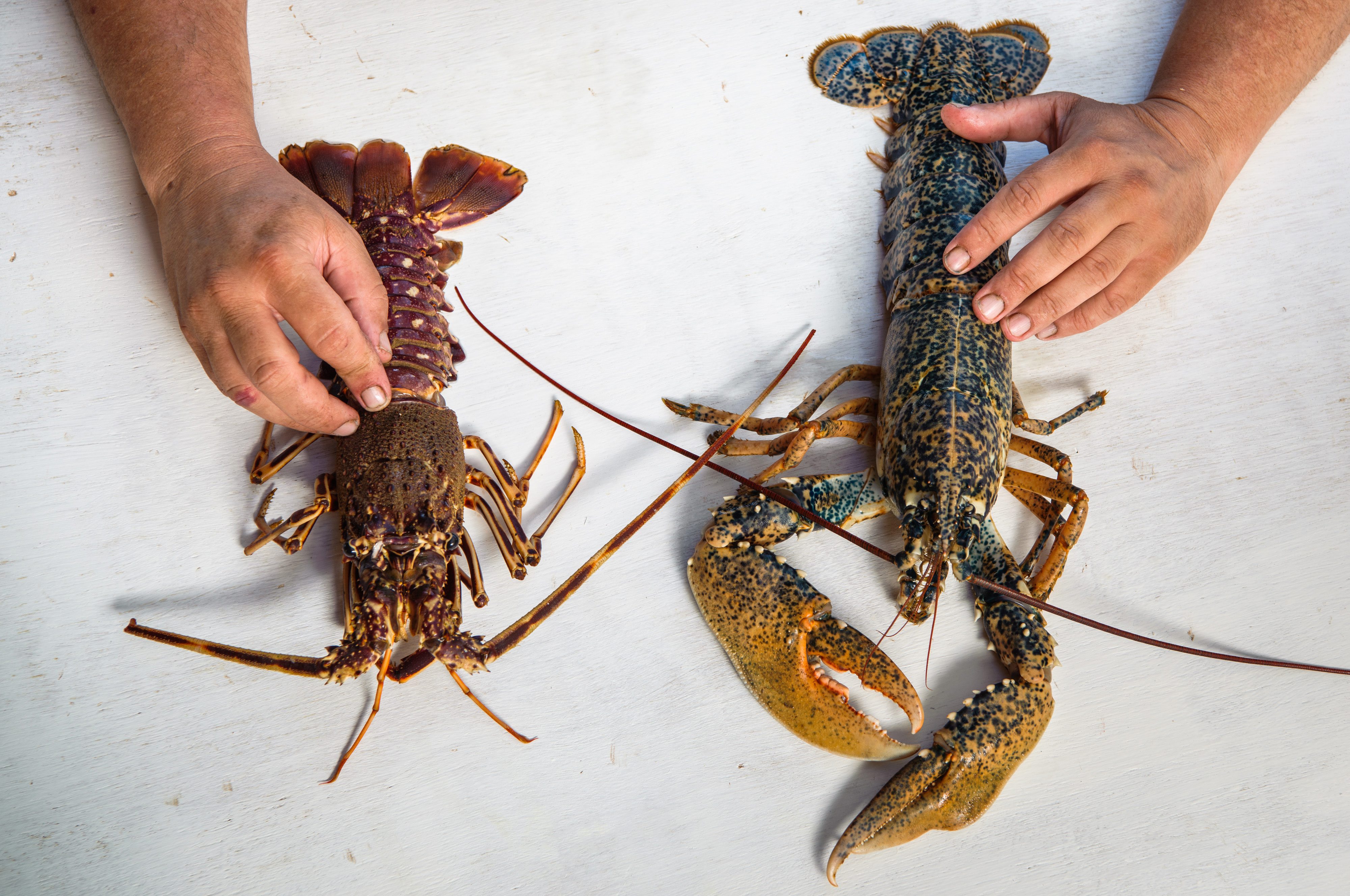 jastog_zirojevic12-240617