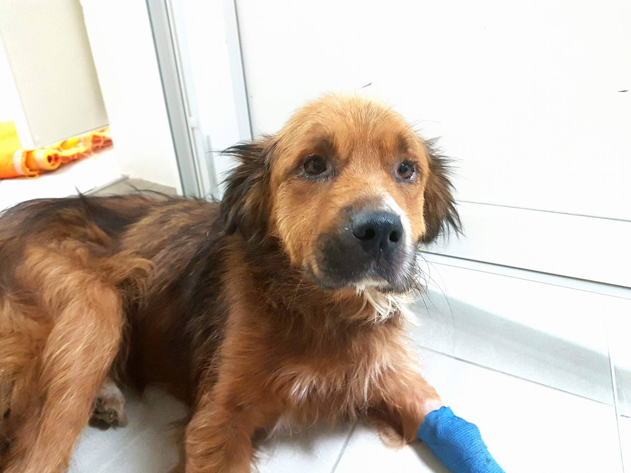 20536331_10213844981936952_200159843_o_1