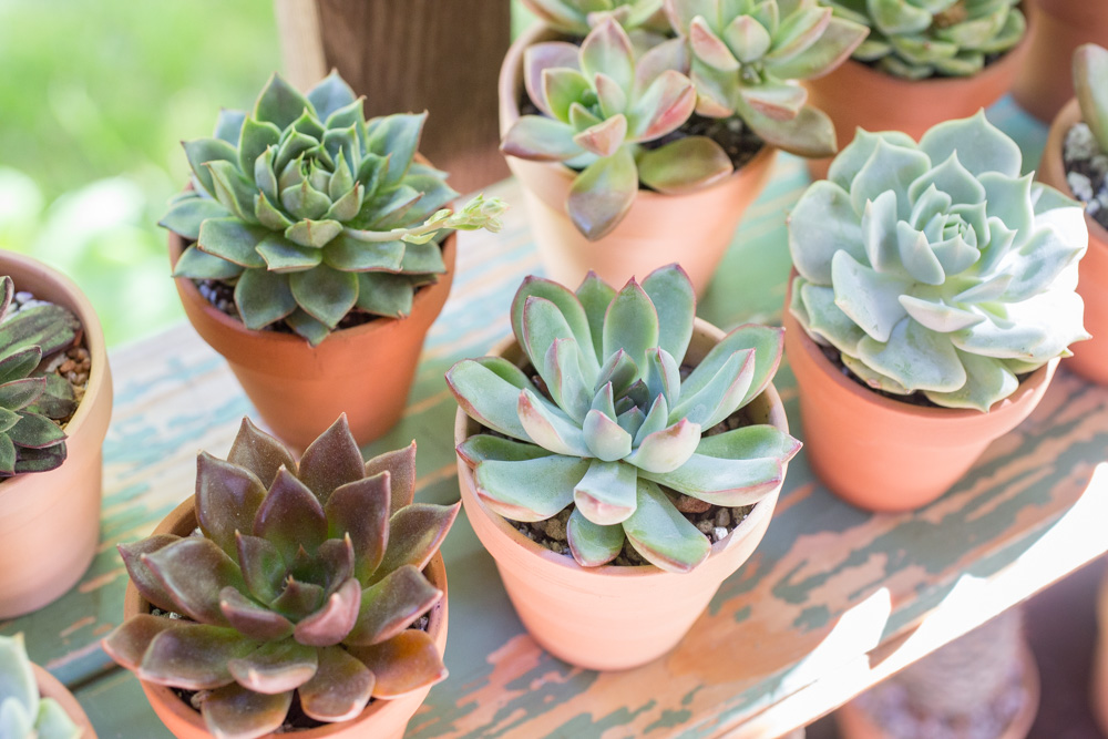 how-to-grow-succulents-1-42