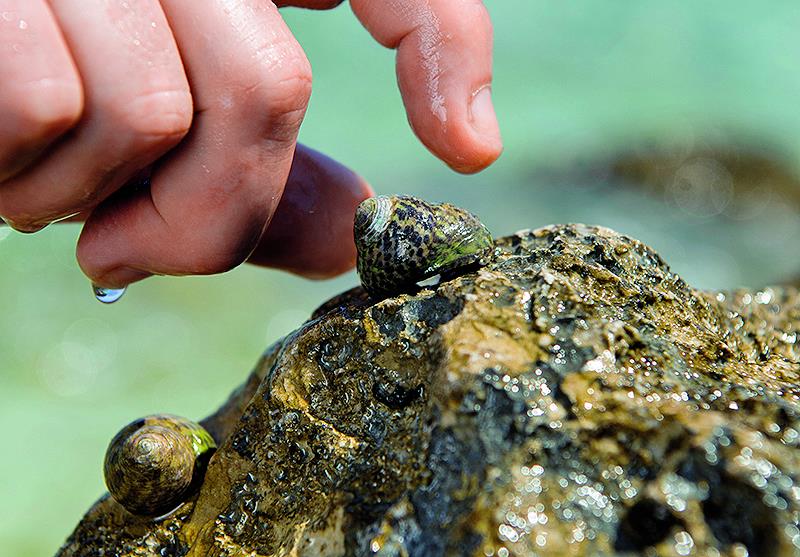 20170801-Korcula0035
