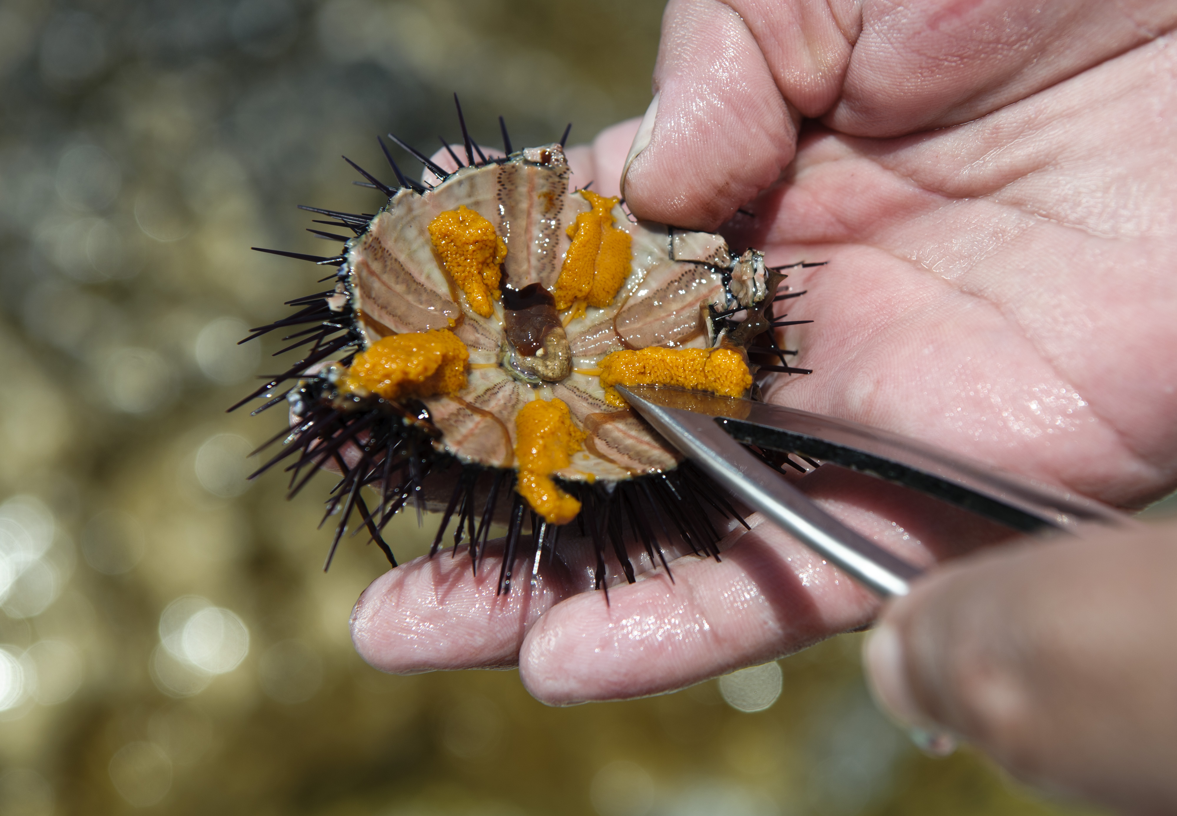 20170801_Korcula0004