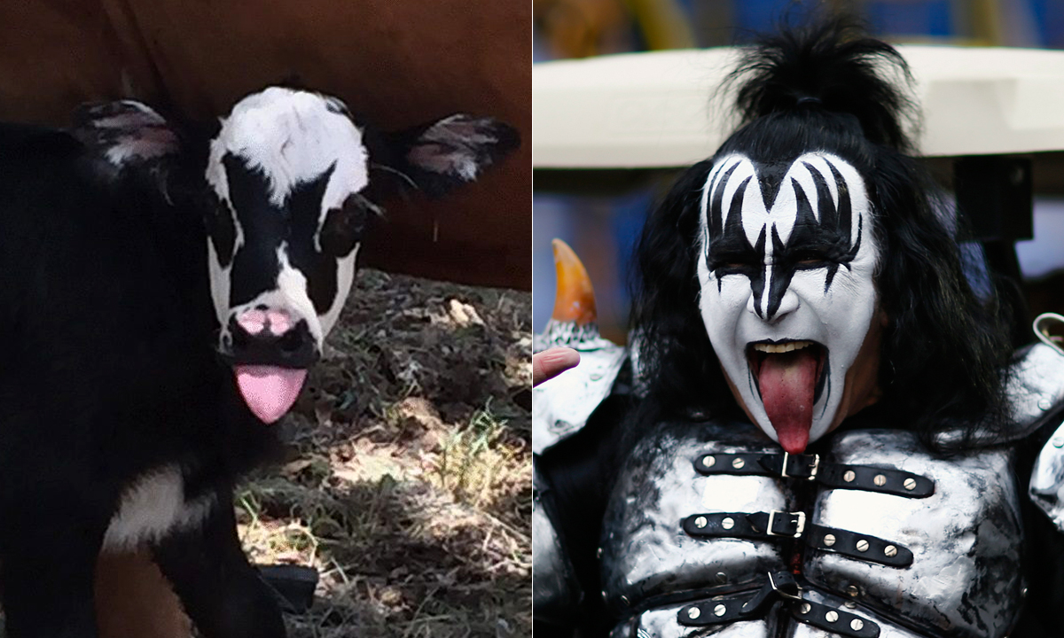 gene-simmons