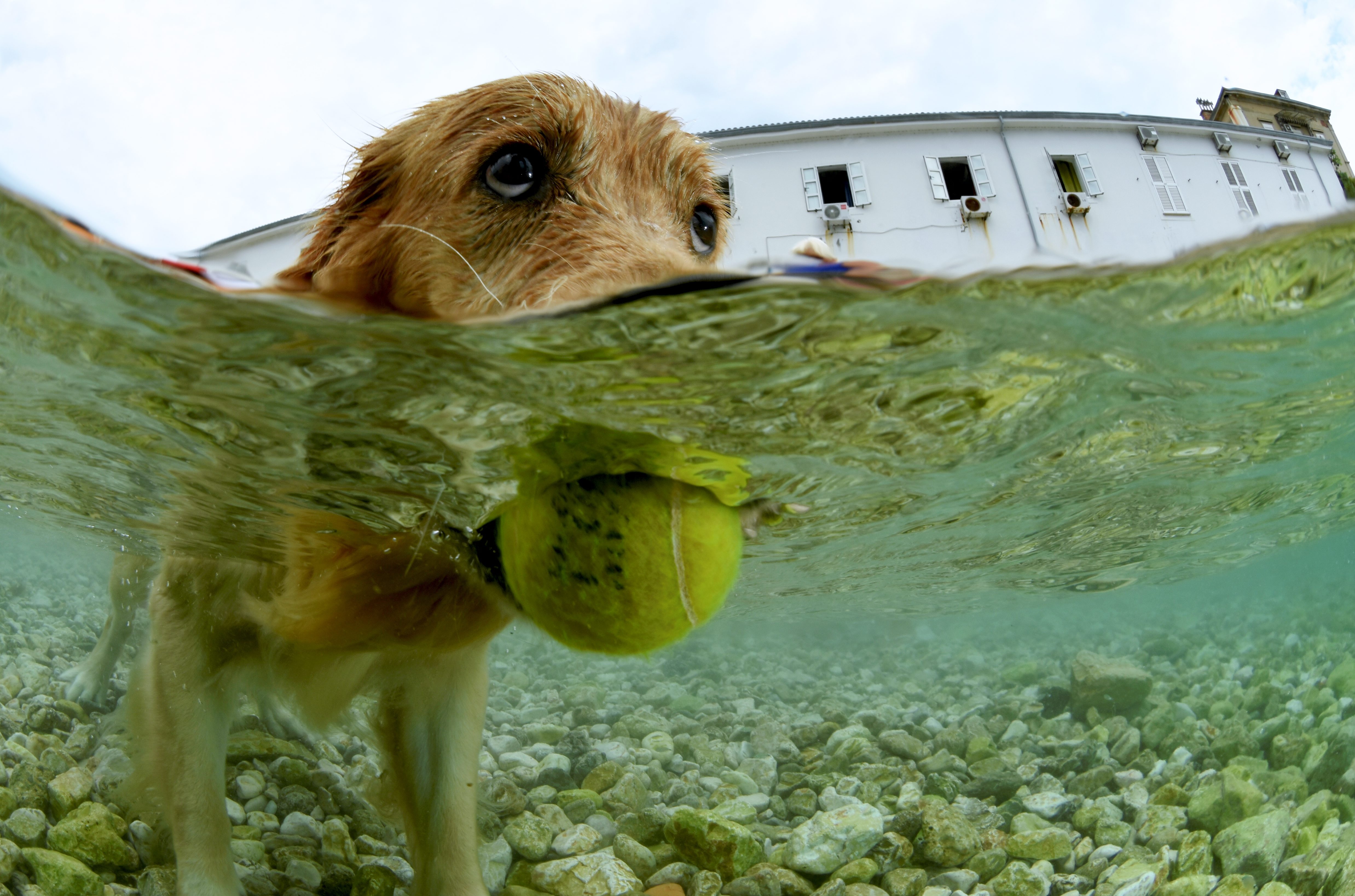 kupanje_psi25-190817