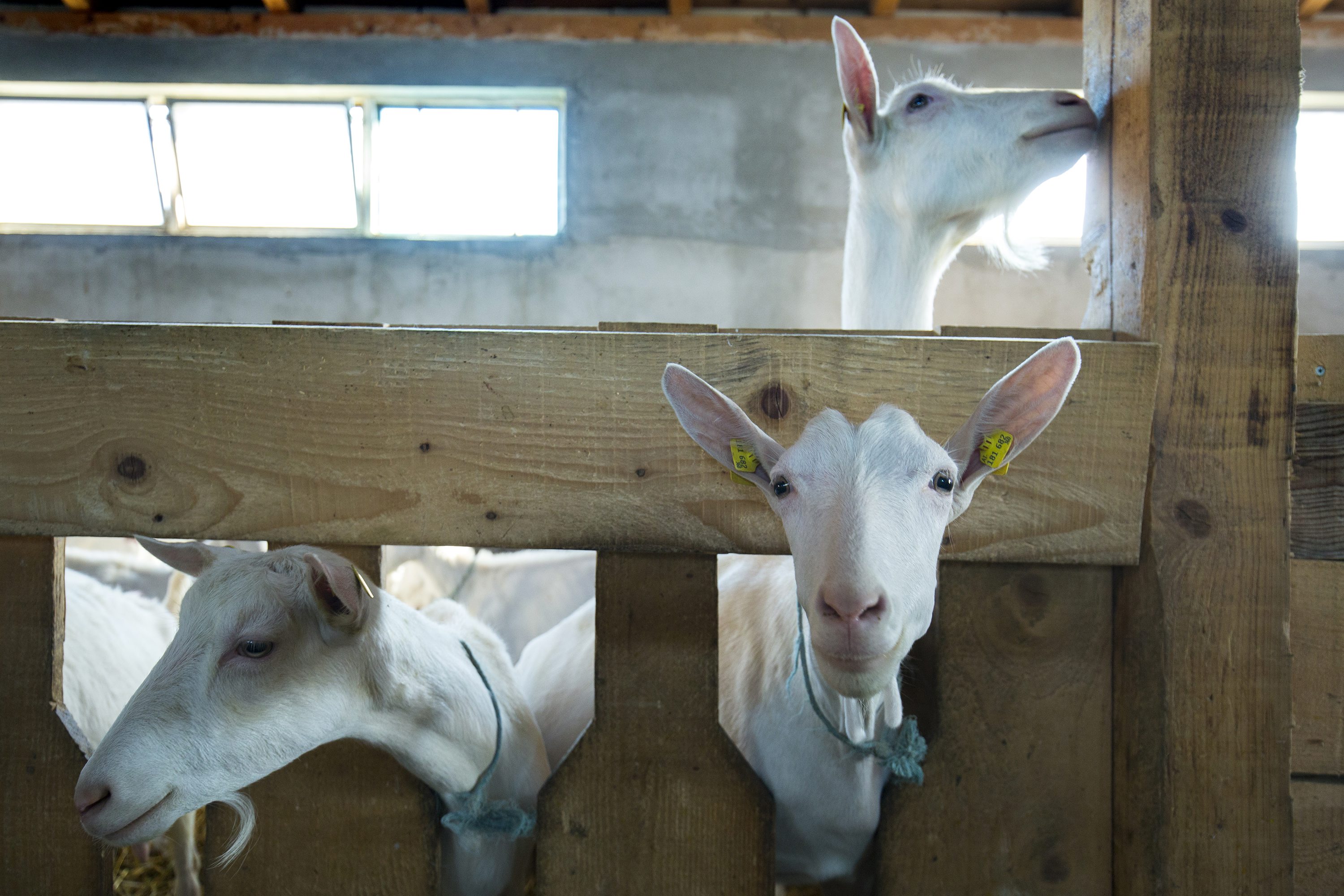 moravec_koze2-170817 (1)