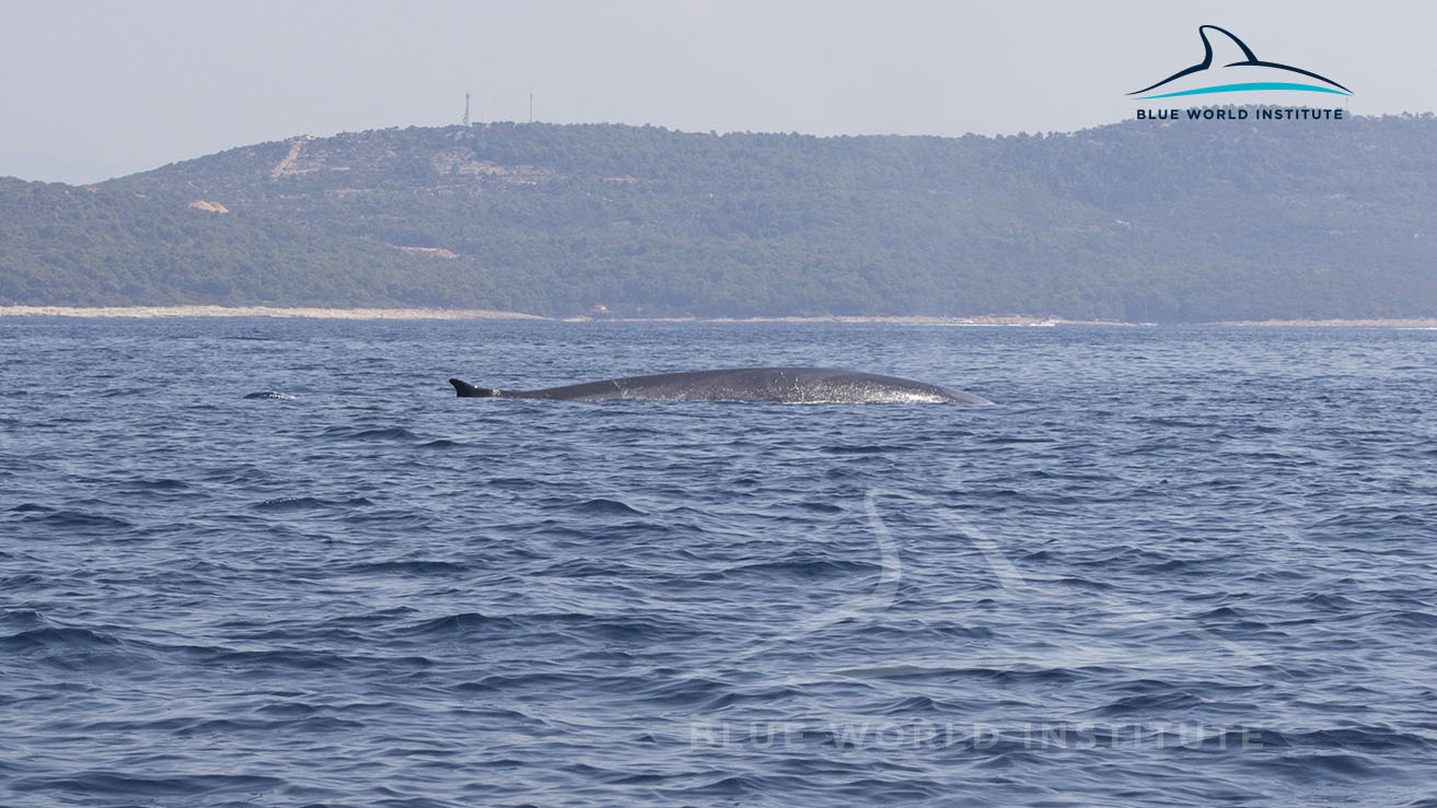 4-fin_whales_Losinj_C-BlueWorldInstitute2017
