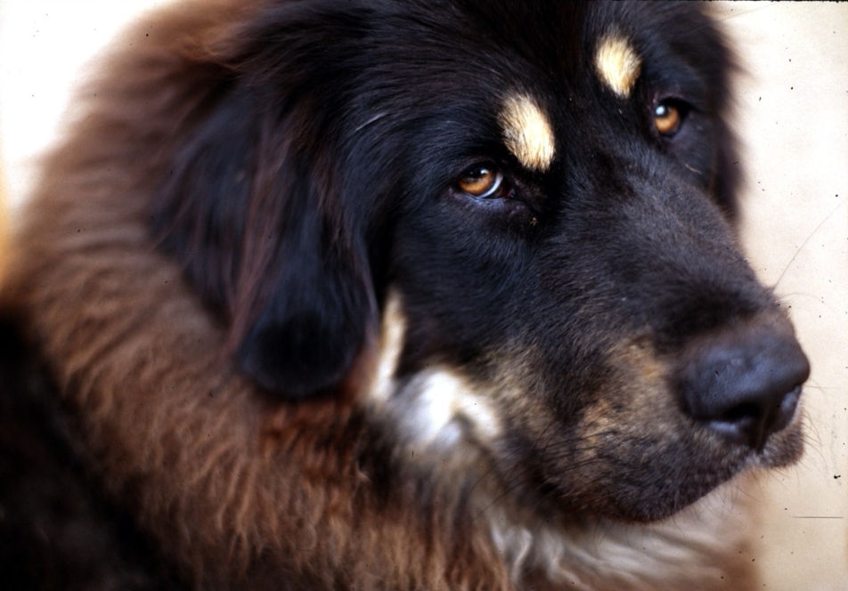 Tibetan_Mastiff_001