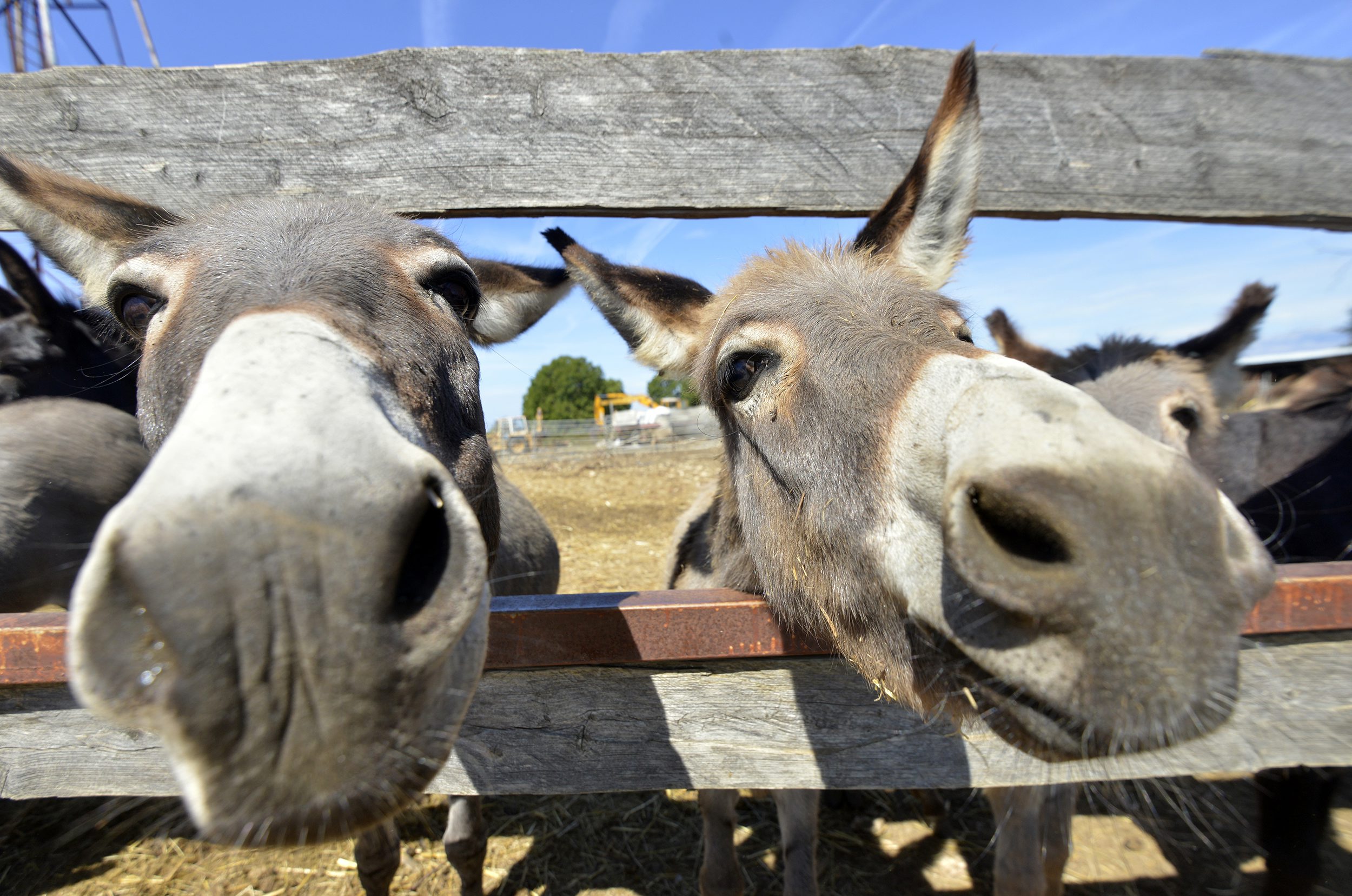 tovari_dalmacija9-060917_1