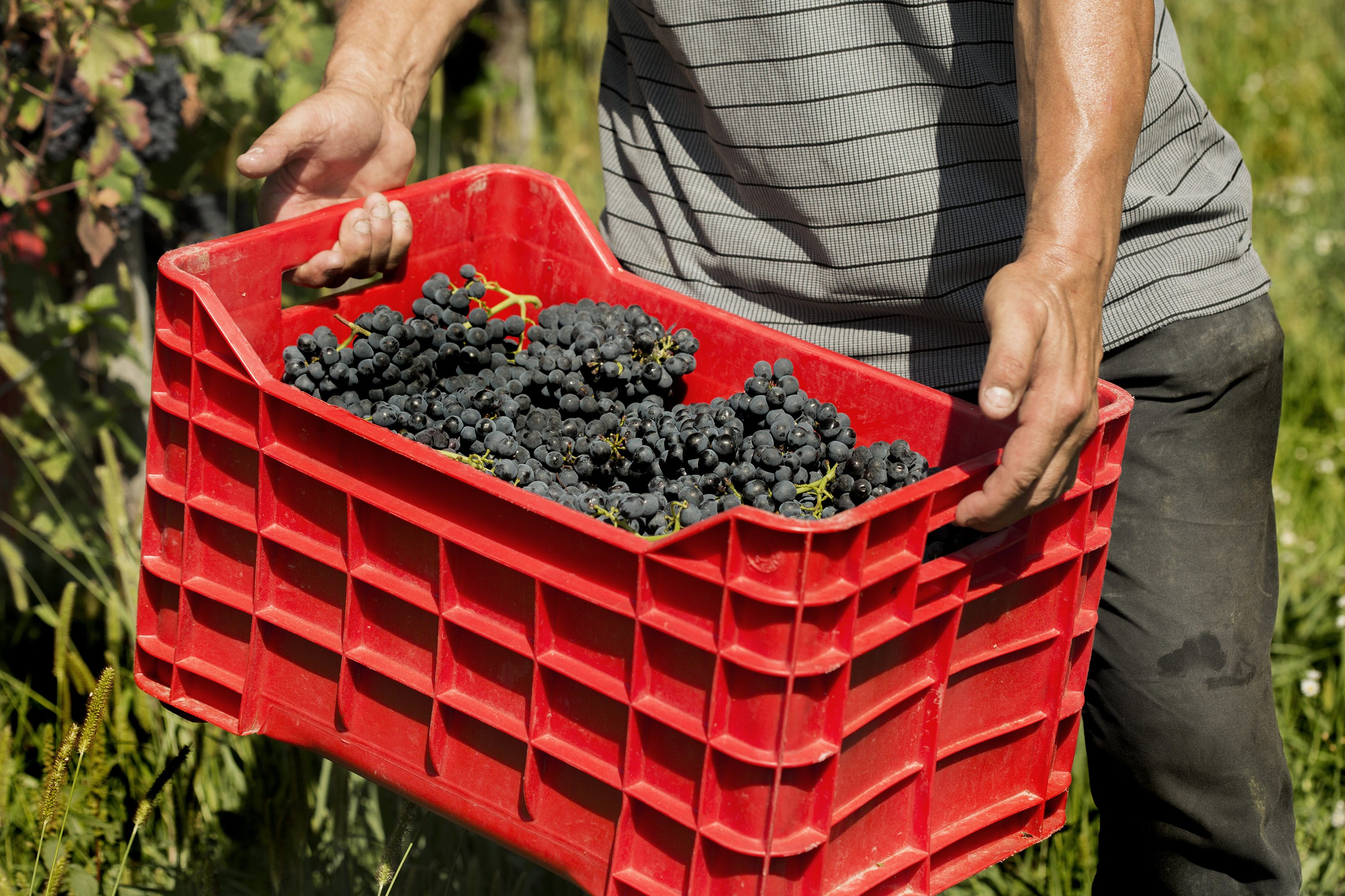 tomac__berba5-310817