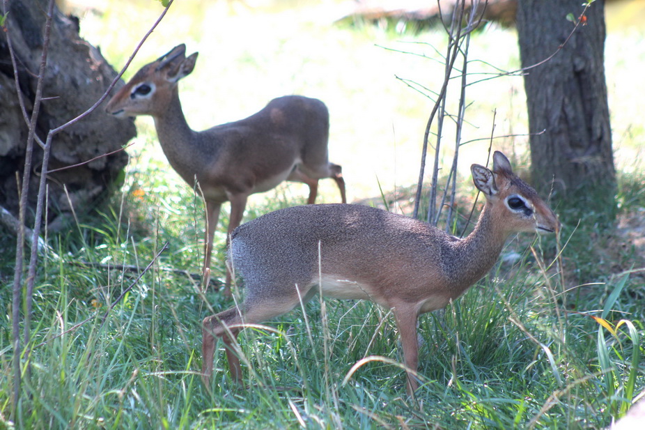 Dik-dikovi