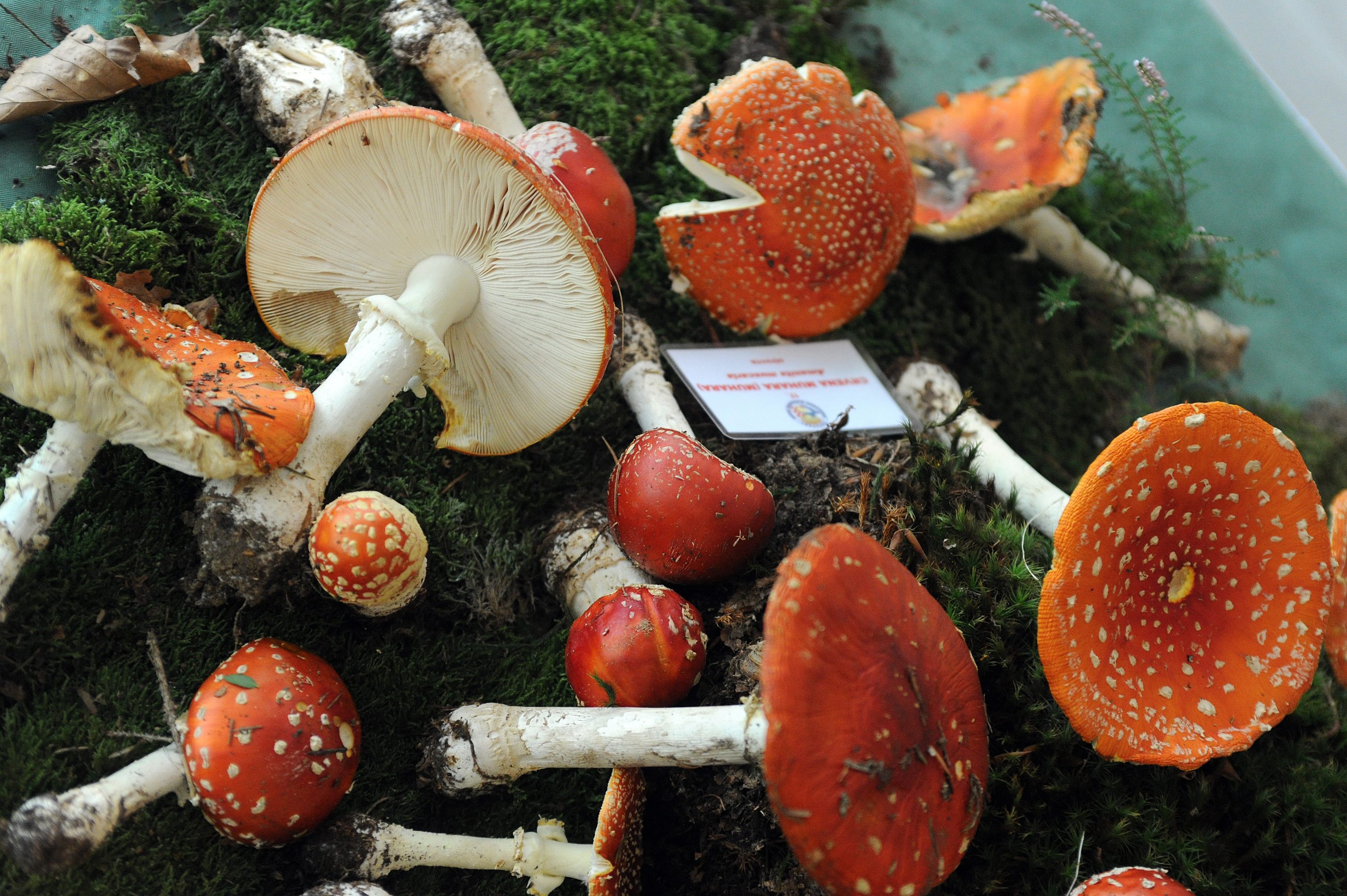 Otrovna crvena muhara, ilustracija