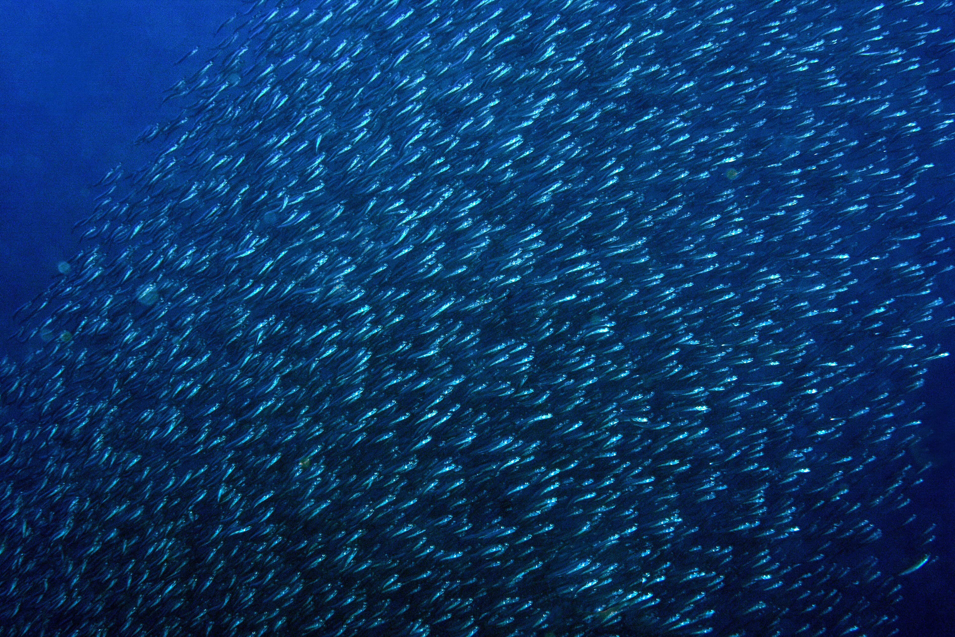 U bijegu od nešto većih riba iglica, jato gavuna stislo se u veliki oblak i stvorilo bajkovitu sliku pod morskom površinom. 