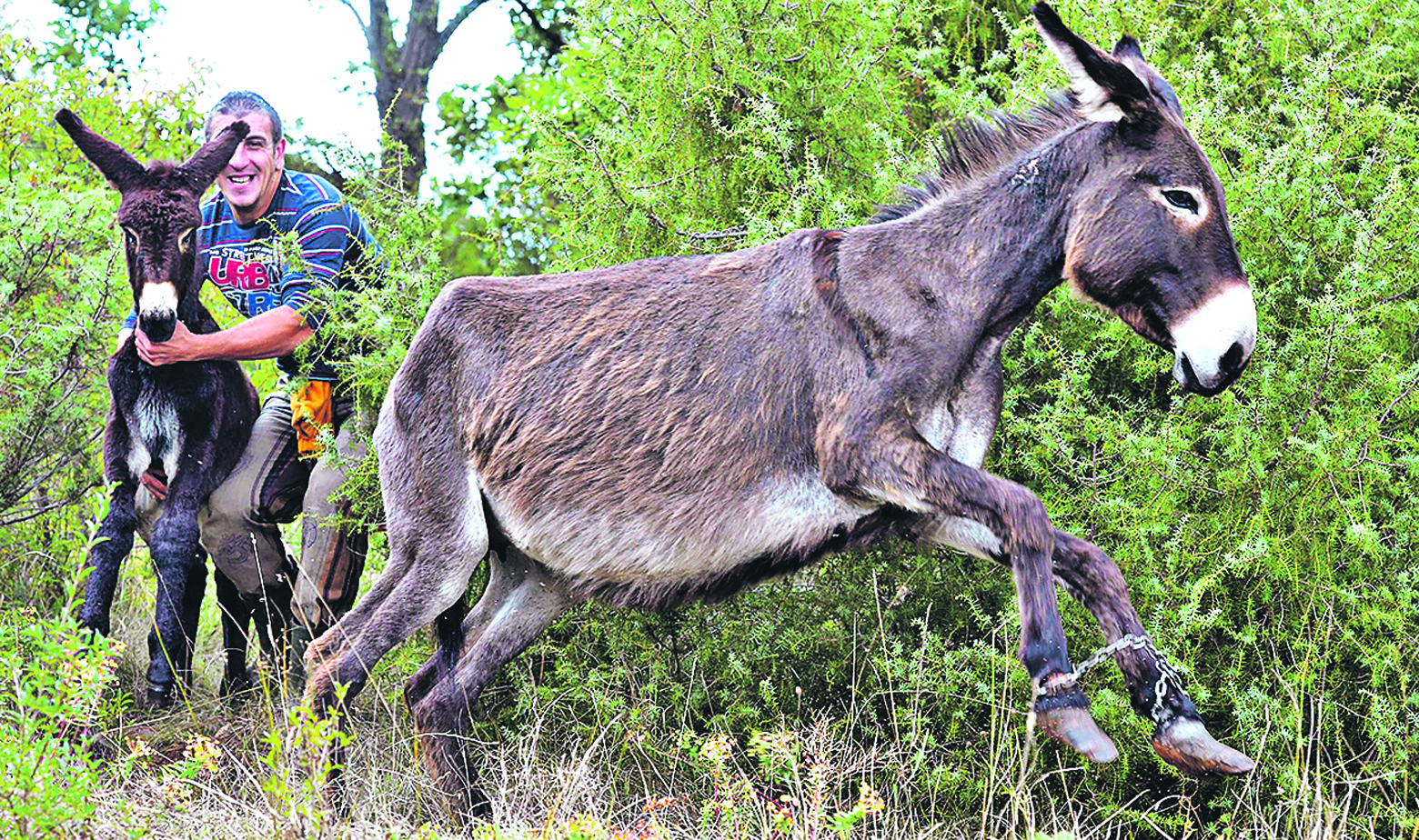 Istarski tovar na farmi Borisa Orlića, predsjednika Udruge Istrijanski tovar