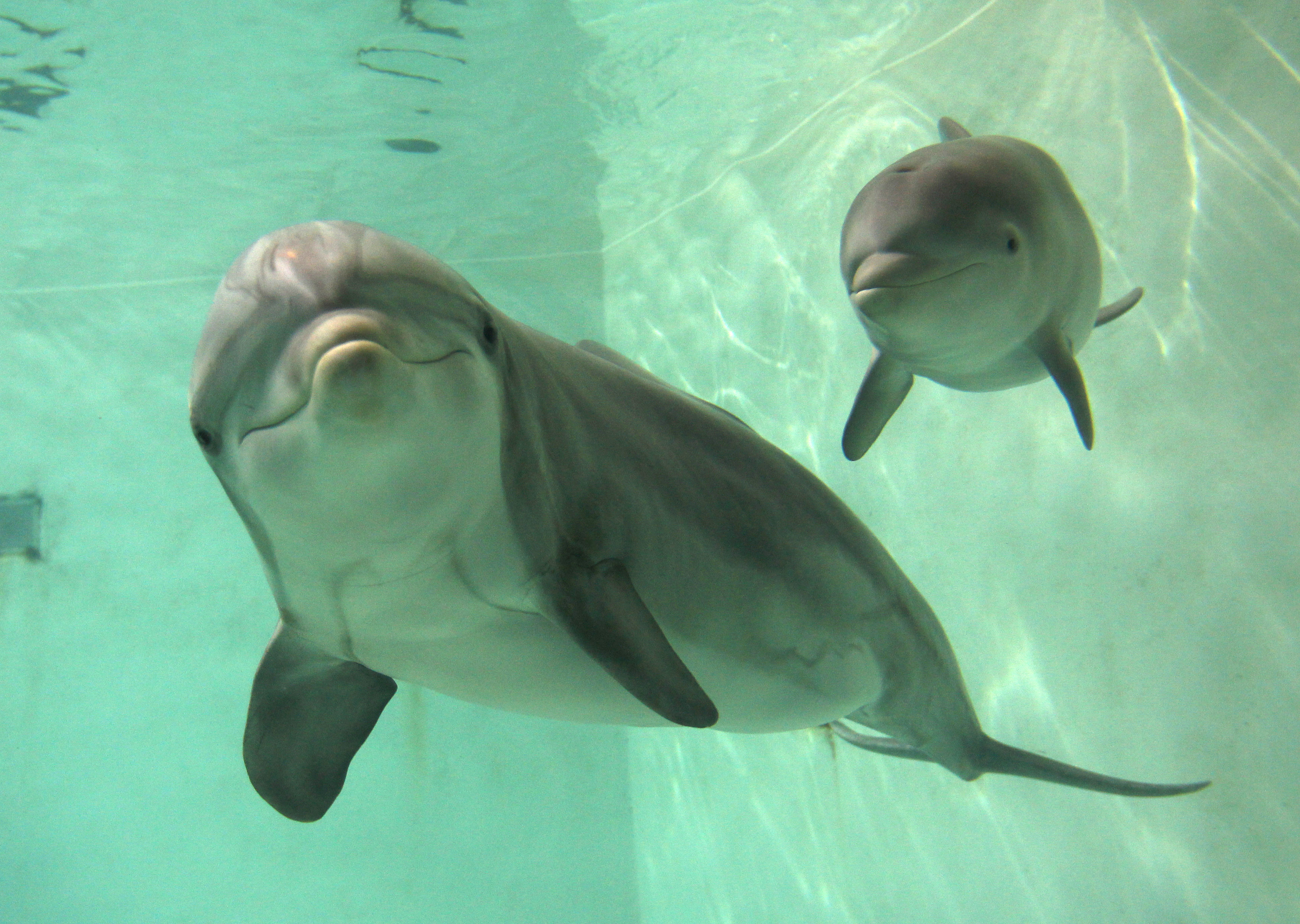 Beba dupina Doerte pliva pokraj svoje majke Delphi