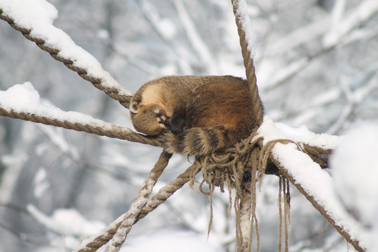 Egzotična zima 2018_1