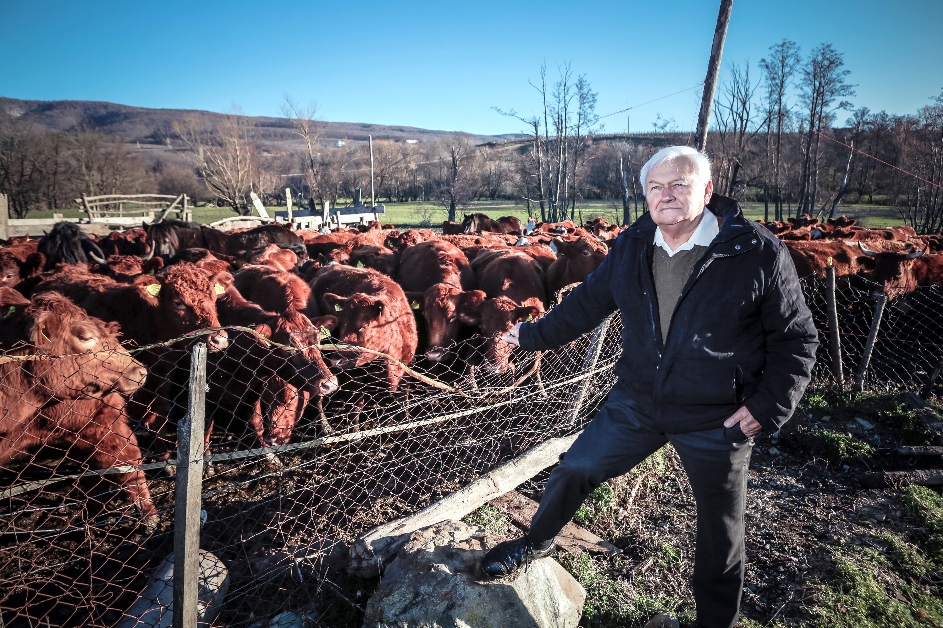 angus_enjingi1-180118