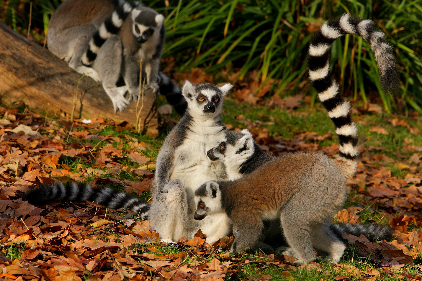 Prstenastorepi lemur 2018