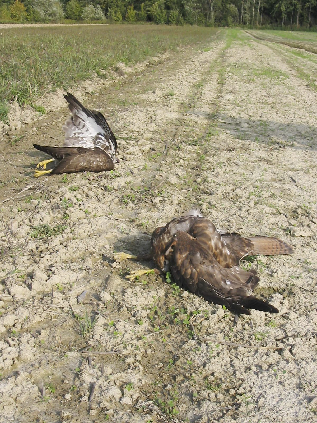 Ilustracija, otrovani škanjci