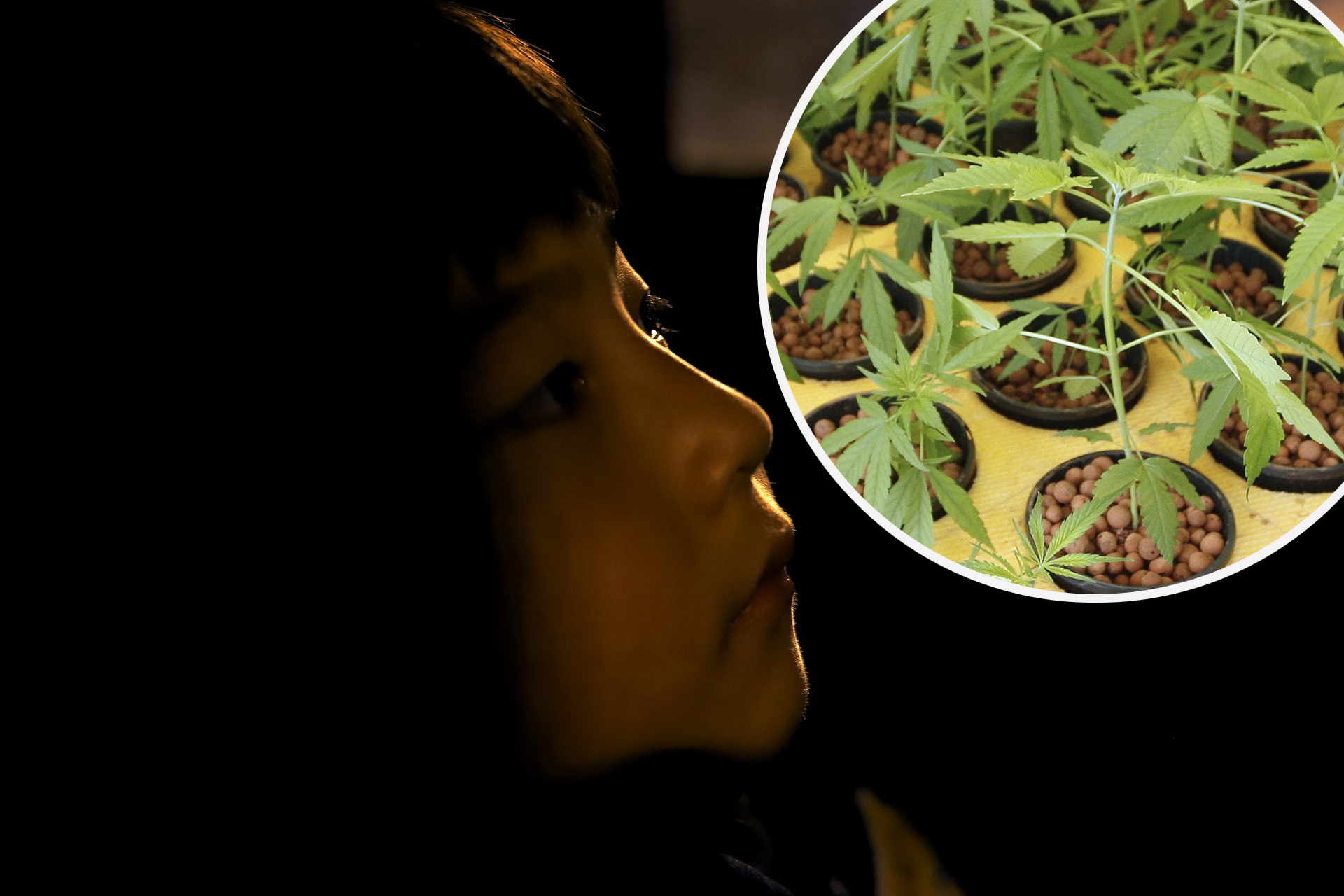 vijetnamac marihuana