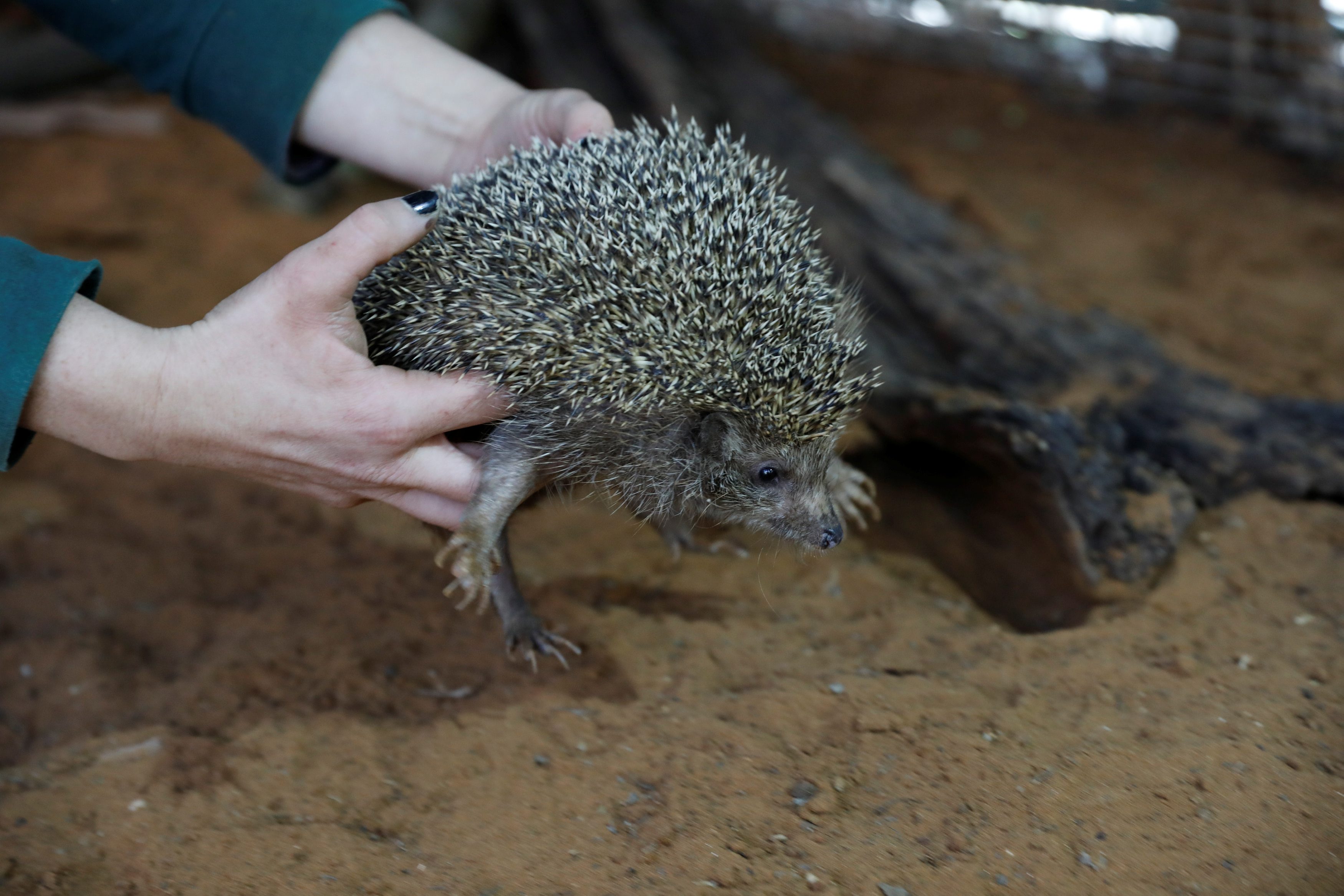 Nakon avanture sa zaposlenicom ZOO-a, Sherman se vraća u svoju nastambu