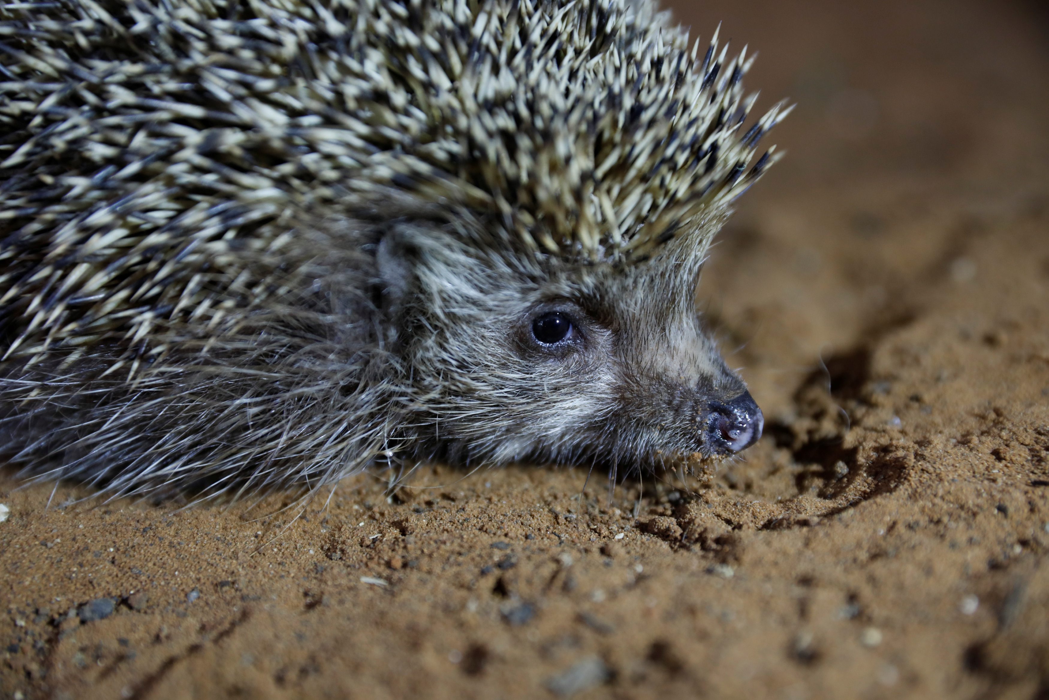 Sherman u svom kavezu