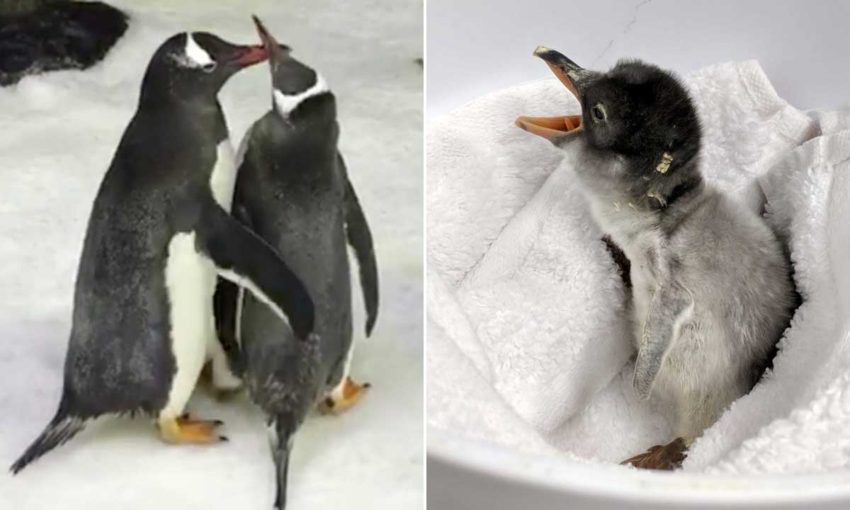 gay-pingvini-beba