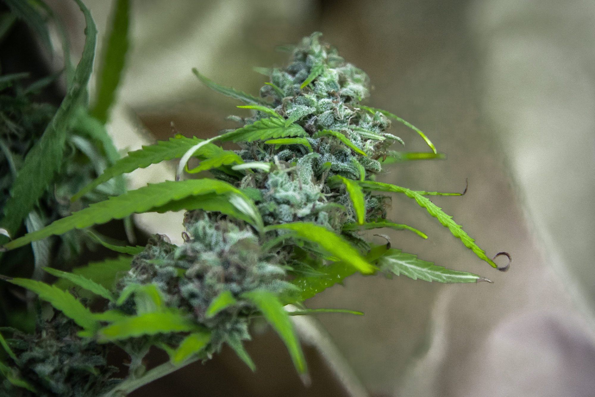 konoplja_policija8-041018