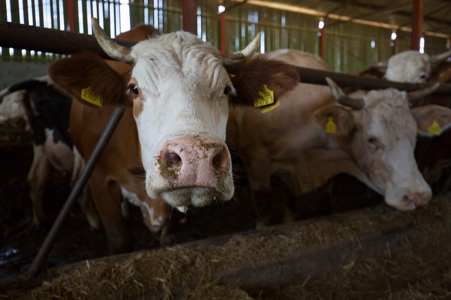 krave_laslo3-090617 (1)