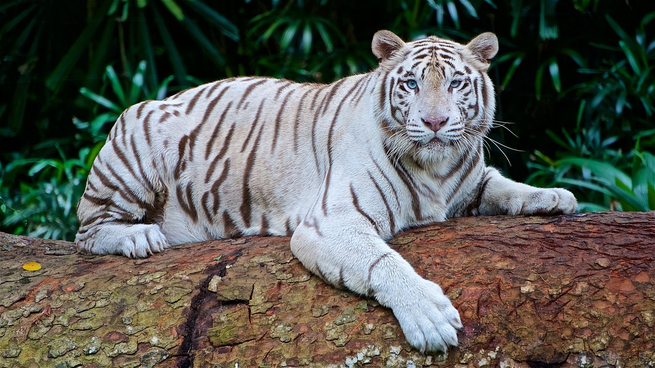 white-tiger-2407799_1280