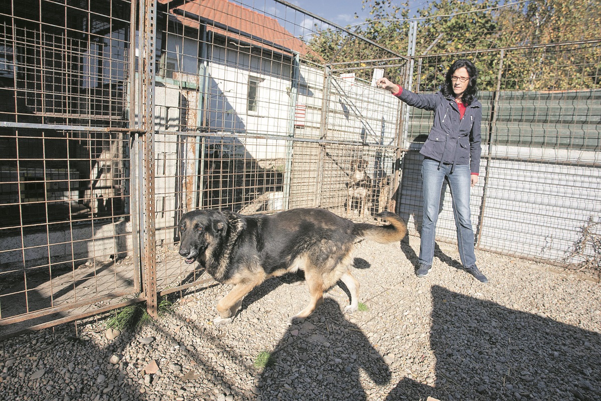 Pas Samson i Aleksandra Hampamer