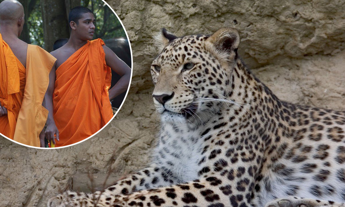 budisti-leopard