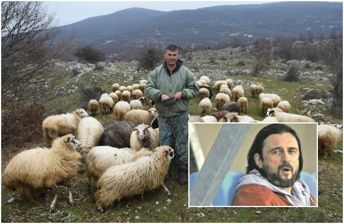 ovce kolaz