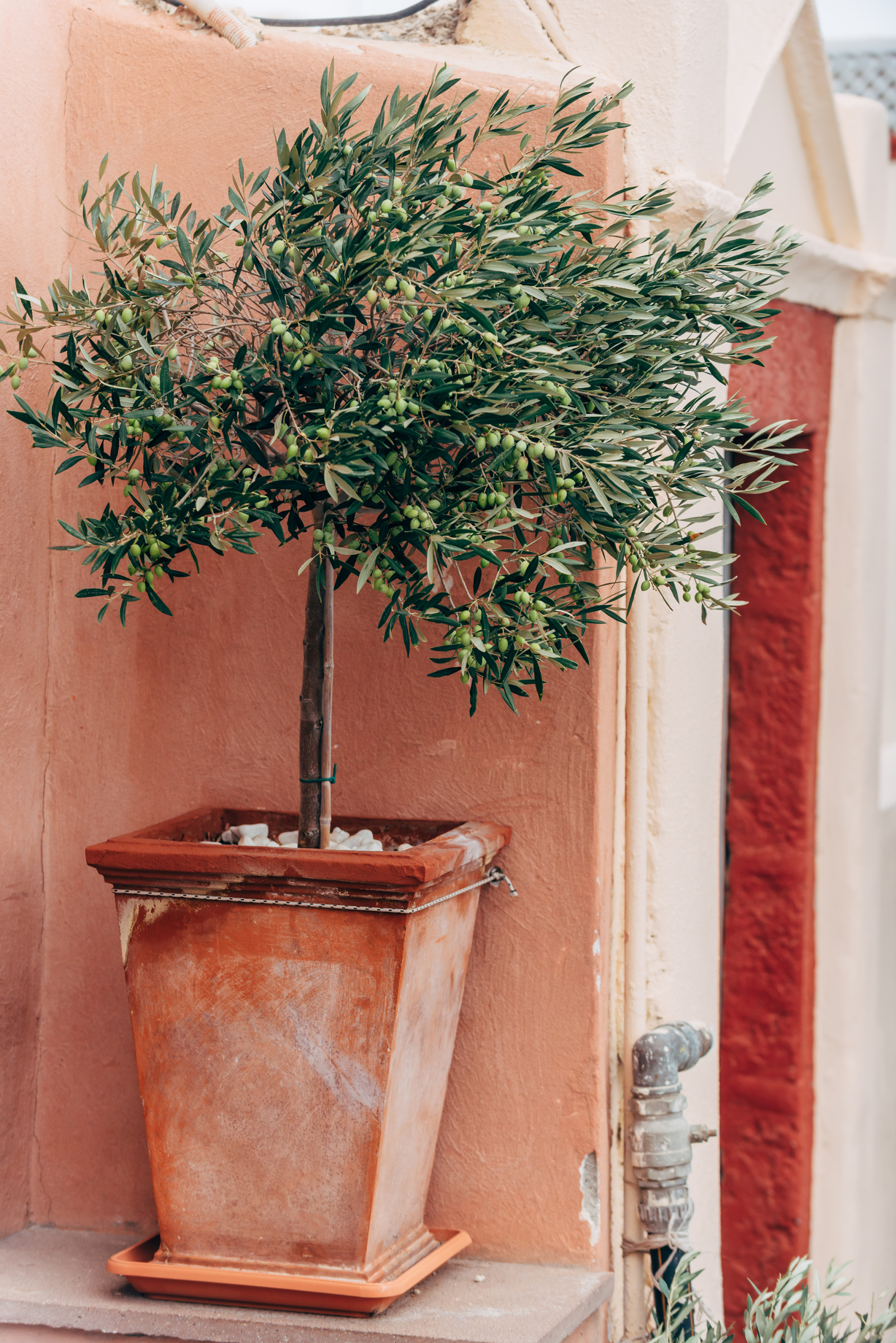 shutterstock_362312402 (1)