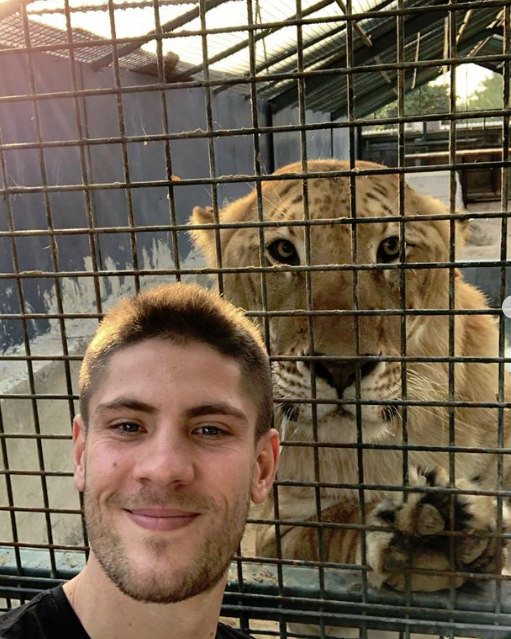 Kramarić tigar zoološki