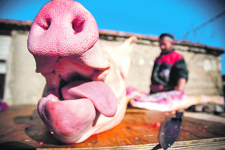 218649-279920-trnbusi_kolinje16-281113