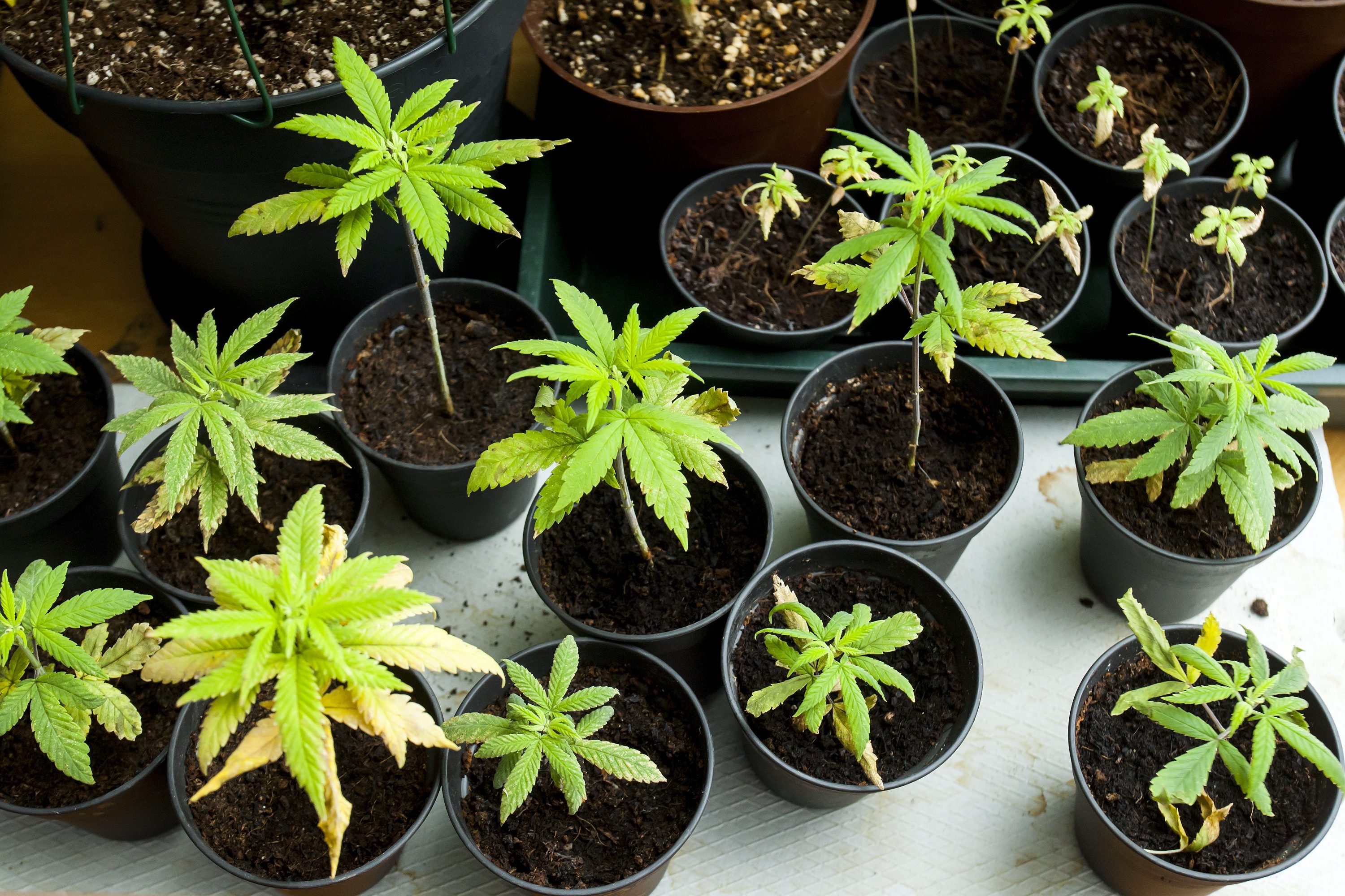 zabok_marihuana8-300517