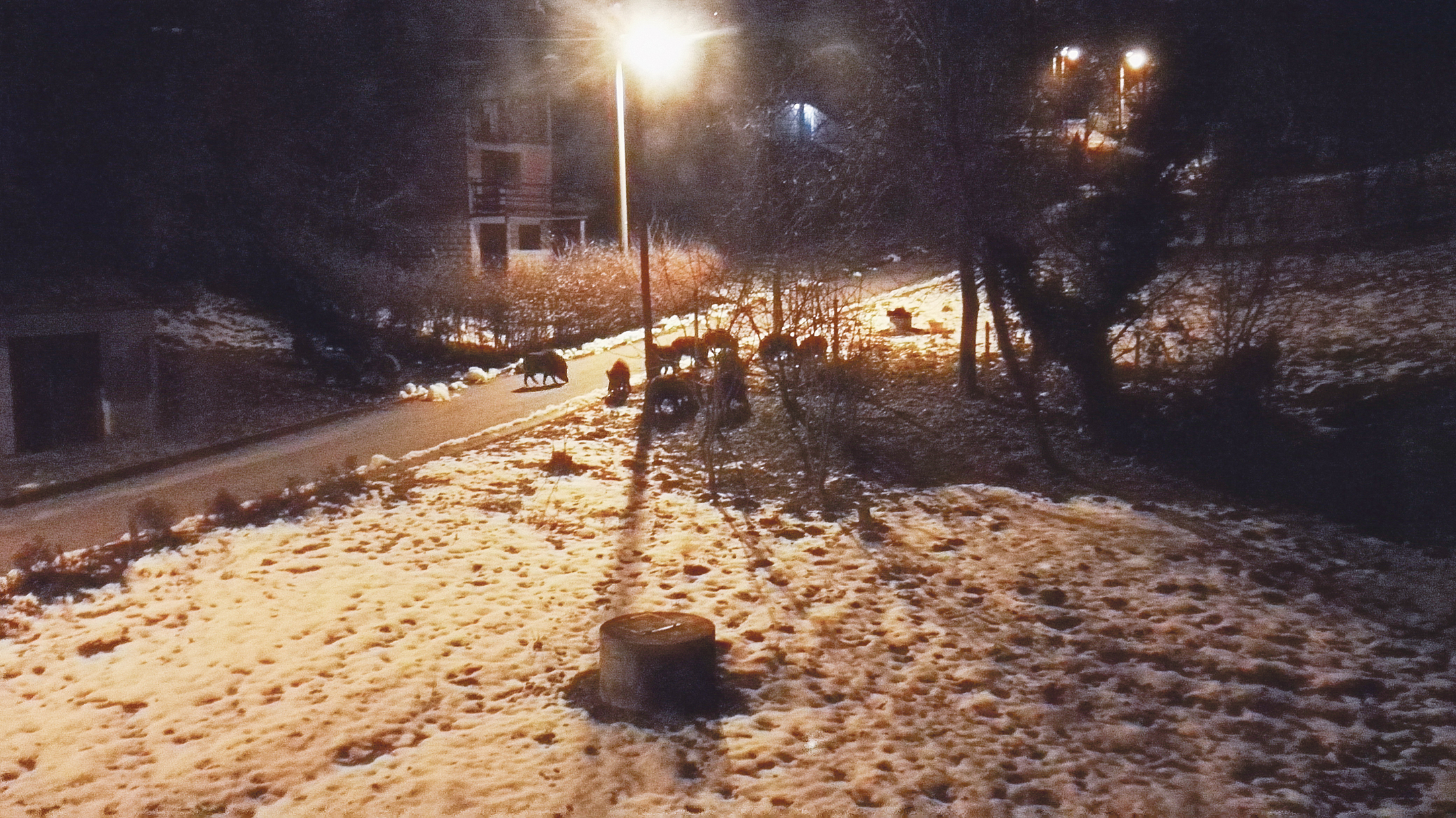 Divlje svinje u Dubravi