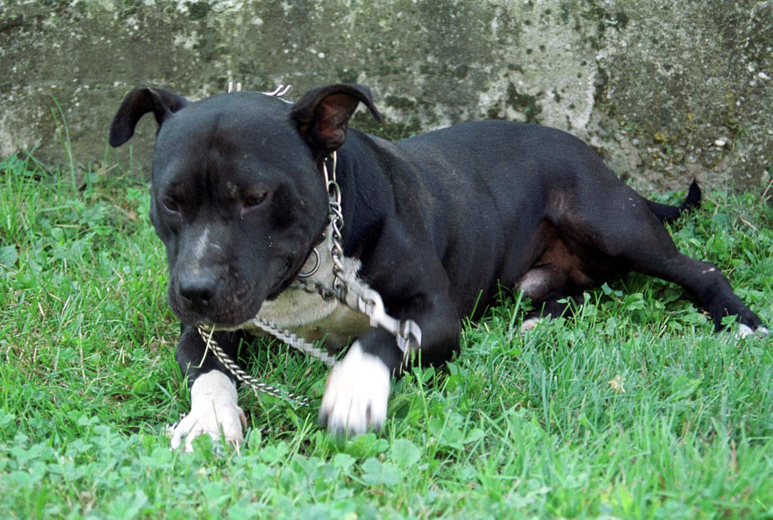 pit bull3-desk-260899