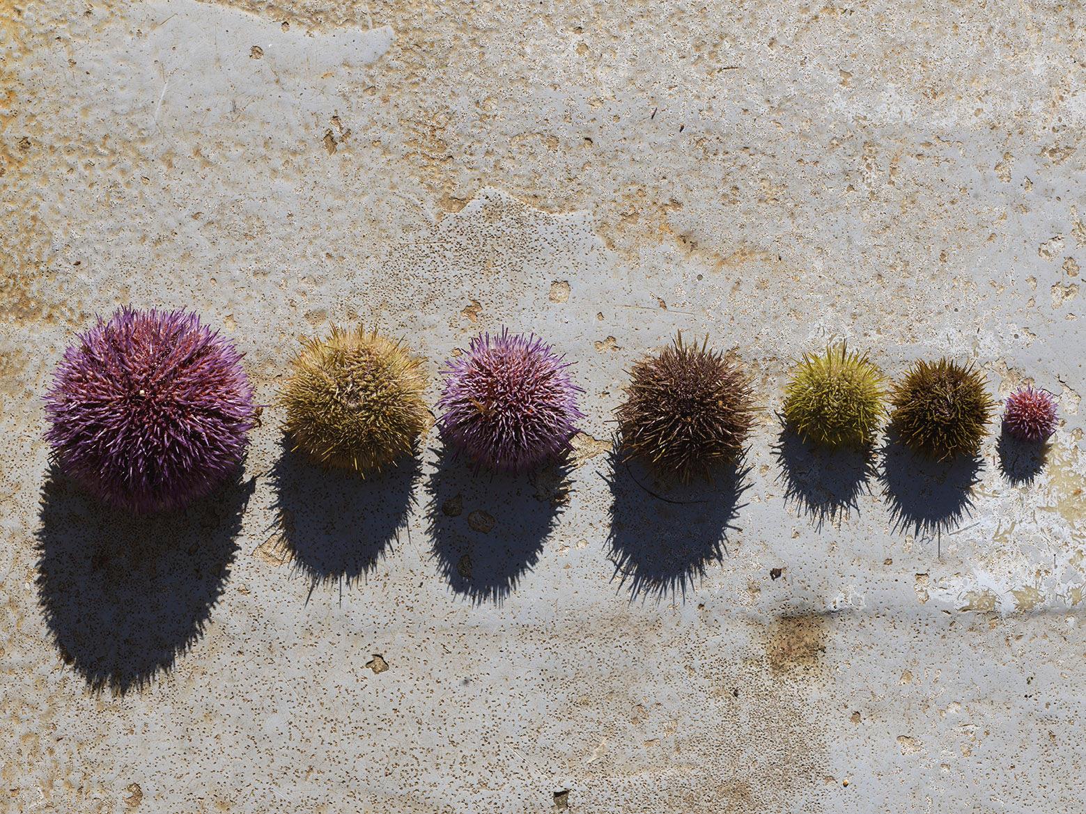 23632233_1541447549274733_4938066853836694547_o