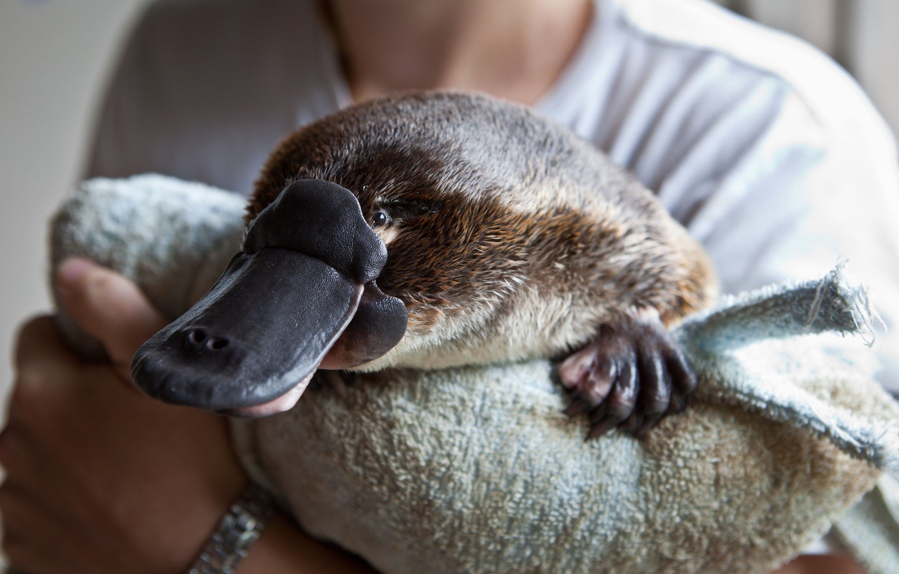 profimedia-0098675408