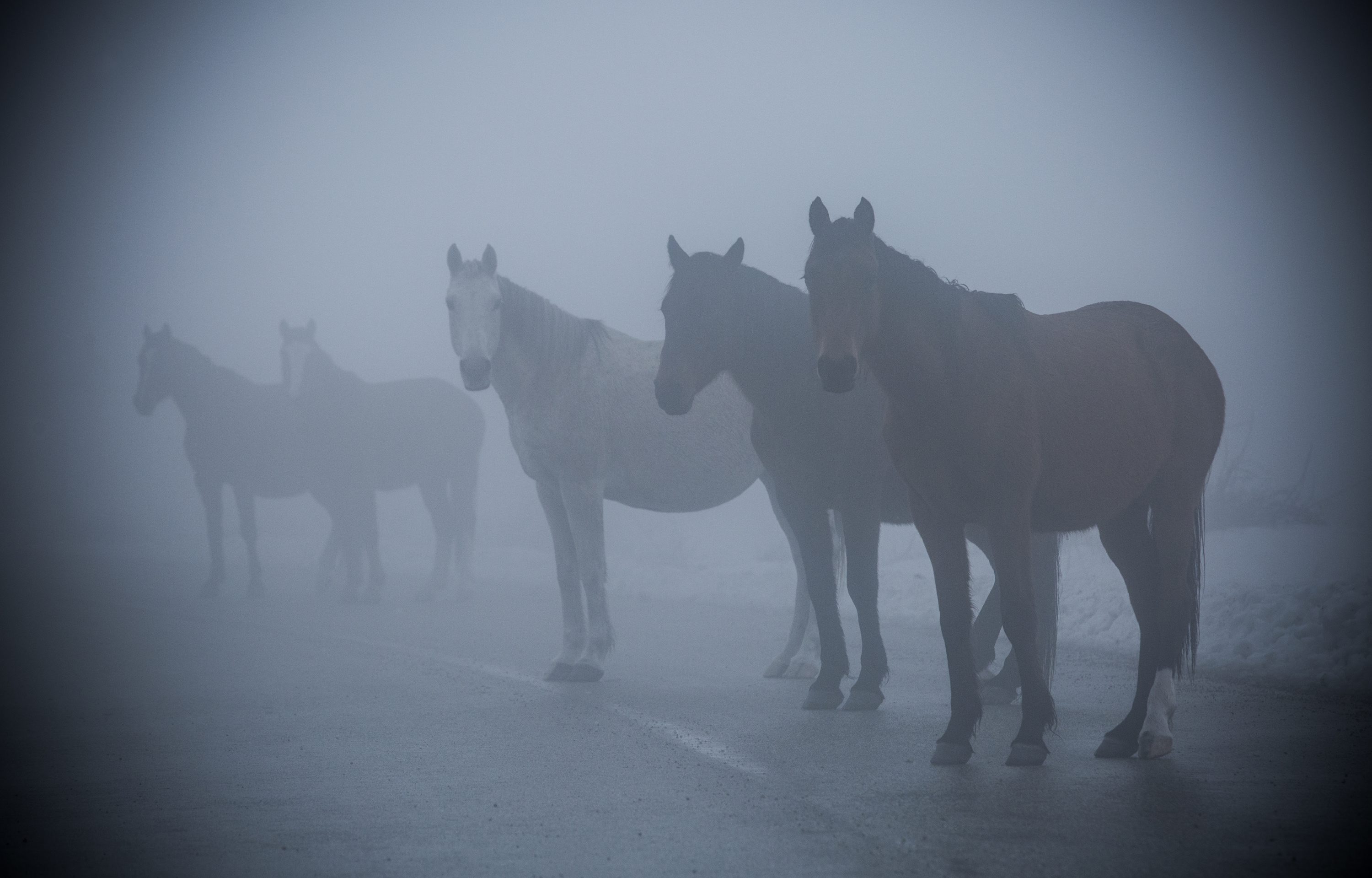 kamesnica_konji3-020318